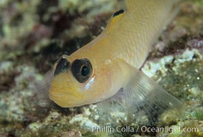 Blackeye goby, Rhinogobiops nicholsii, Catalina Island