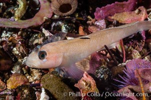 Blackeye goby, Rhinogobiops nicholsii, Santa Barbara Island