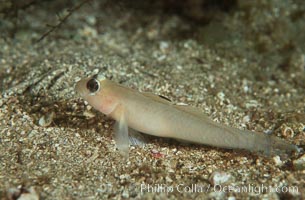 Blackeye goby, Rhinogobiops nicholsii, Catalina Island