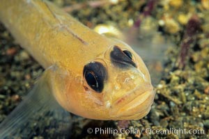 Blackeye Goby, Rhinogobiops nicholsii, San Clemente Island