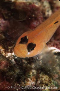 Blackeye goby, Rhinogobiops nicholsii, Catalina Island