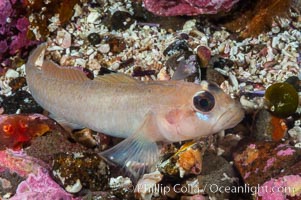 Blackeye goby, Rhinogobiops nicholsii, Santa Barbara Island