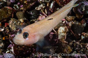 Blackeye goby, Rhinogobiops nicholsii, Santa Barbara Island