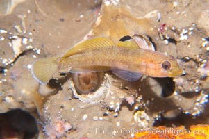 Blackeye Goby, Rhinogobiops nicholsii