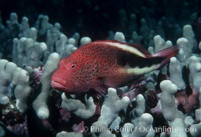 Blackside hawkfish, Paracirrhites forsteri, Maui