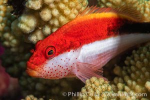 Blackside hawkfish on hard coral, Paracirrhites forsteri, close-up, Fiji, Paracirrhites forsteri, Namena Marine Reserve, Namena Island