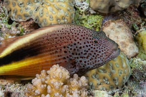 Blackside hawkfish on hard coral, Paracirrhites forsteri, close-up, Fiji, Paracirrhites forsteri