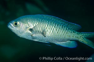 Blacksmith, Chromis punctipinnis, Catalina Island