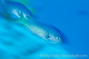 Blacksmith in motion, San Clemente island, Chromis punctipinnis.