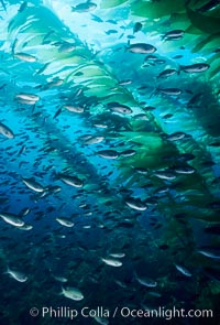 Blacksmith amidst kelp forest, Chromis punctipinnis, Macrocystis pyrifera, Santa Barbara Island