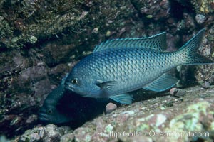 Blacksmith perch, Chromis punctipinnis, Catalina Island