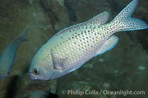 Blacksmith perch, Chromis punctipinnis