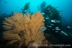 Blacksmith Chromis and California golden gorgonian on underwater rocky reef, San Clemente Island. The golden gorgonian is a filter-feeding temperate colonial species that lives on the rocky bottom at depths between 50 to 200 feet deep. Each individual polyp is a distinct animal, together they secrete calcium that forms the structure of the colony. Gorgonians are oriented at right angles to prevailing water currents to capture plankton drifting by, Chromis punctipinnis, Muricea californica