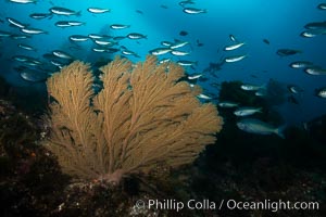 Blacksmith Chromis and California golden gorgonian on underwater rocky reef, San Clemente Island. The golden gorgonian is a filter-feeding temperate colonial species that lives on the rocky bottom at depths between 50 to 200 feet deep. Each individual polyp is a distinct animal, together they secrete calcium that forms the structure of the colony. Gorgonians are oriented at right angles to prevailing water currents to capture plankton drifting by, Chromis punctipinnis, Muricea californica