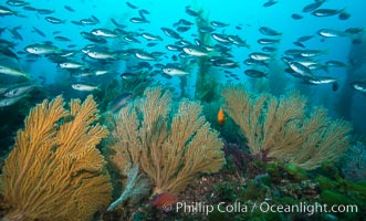 Blacksmith Chromis and California golden gorgonian on underwater rocky reef, San Clemente Island. The golden gorgonian is a filter-feeding temperate colonial species that lives on the rocky bottom at depths between 50 to 200 feet deep. Each individual polyp is a distinct animal, together they secrete calcium that forms the structure of the colony. Gorgonians are oriented at right angles to prevailing water currents to capture plankton drifting by, Chromis punctipinnis, Muricea californica