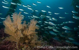 Blacksmith Chromis and California golden gorgonian on underwater rocky reef, San Clemente Island. The golden gorgonian is a filter-feeding temperate colonial species that lives on the rocky bottom at depths between 50 to 200 feet deep. Each individual polyp is a distinct animal, together they secrete calcium that forms the structure of the colony. Gorgonians are oriented at right angles to prevailing water currents to capture plankton drifting by, Chromis punctipinnis, Muricea californica