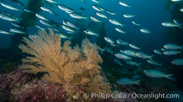 Blacksmith Chromis and California golden gorgonian on underwater rocky reef, San Clemente Island. The golden gorgonian is a filter-feeding temperate colonial species that lives on the rocky bottom at depths between 50 to 200 feet deep. Each individual polyp is a distinct animal, together they secrete calcium that forms the structure of the colony. Gorgonians are oriented at right angles to prevailing water currents to capture plankton drifting by, Chromis punctipinnis, Muricea californica