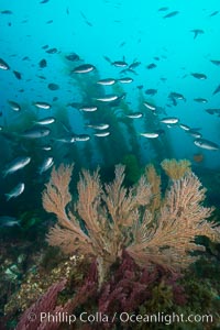 Blacksmith Chromis and California golden gorgonian on underwater rocky reef, San Clemente Island. The golden gorgonian is a filter-feeding temperate colonial species that lives on the rocky bottom at depths between 50 to 200 feet deep. Each individual polyp is a distinct animal, together they secrete calcium that forms the structure of the colony. Gorgonians are oriented at right angles to prevailing water currents to capture plankton drifting by, Chromis punctipinnis, Muricea californica