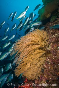 Blacksmith Chromis and California golden gorgonian on underwater rocky reef, San Clemente Island. The golden gorgonian is a filter-feeding temperate colonial species that lives on the rocky bottom at depths between 50 to 200 feet deep. Each individual polyp is a distinct animal, together they secrete calcium that forms the structure of the colony. Gorgonians are oriented at right angles to prevailing water currents to capture plankton drifting by, Chromis punctipinnis, Muricea californica