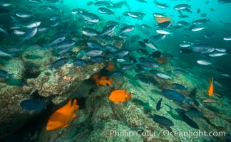 Blacksmith chromis and Garibaldi aggregation, Catalina, Chromis punctipinnis, Hypsypops rubicundus, Catalina Island