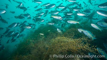 Blacksmith chromis and invasive sargassum, Catalina, Chromis punctipinnis, Catalina Island