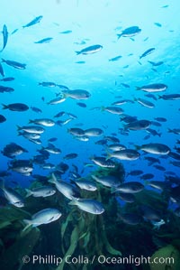 Blacksmith, Islas San Benito, Chromis punctipinnis, San Benito Islands (Islas San Benito)