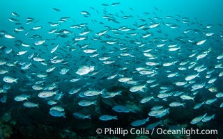 School of Blacksmith chromis, Chromis punctipinnis, Ocean Beach