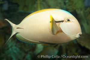 Blackstripe surgeonfish, Acanthurus nigricaudas