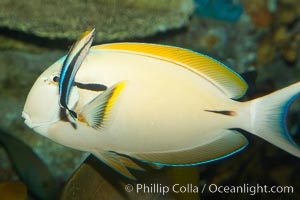 Blackstripe surgeonfish being cleaned by cleaner wrasse, Acanthurus nigricaudas