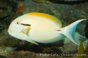 Blackstripe surgeonfish, Acanthurus nigricaudas