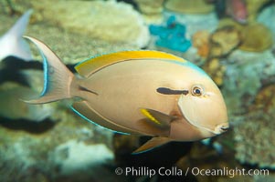 Blackstripe surgeonfish, Acanthurus nigricaudas