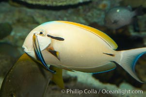 Blackstripe surgeonfish being cleaned by cleaner wrasse, Acanthurus nigricaudas