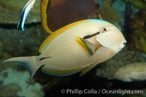 Blackstripe surgeonfish, Acanthurus nigricaudas