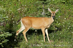 Blacktail deer. Paradise Meadows, Mount Rainier National Park, Washington, USA, natural history stock photograph, photo id 13912