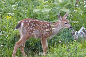 Blacktail deer fawn with spots, Paradise Meadows, Mount Rainier National Park, Washington