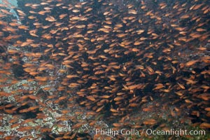 Blacktip cardinalfish school under ledges, Apogon atradorsatus, Bartolome Island