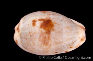 Blotched Graceful Cowrie, Cypraea gracilis macula