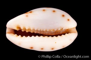 Blotched Graceful Cowrie, Cypraea gracilis macula