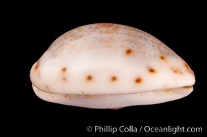 Blotched Graceful Cowrie, Cypraea gracilis macula