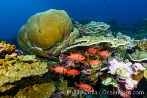 Blotcheye soldierfish and Clipperton Island coral reef, Porites sp. France, Porites arnaudi, Porites lobata, natural history stock photograph, photo id 32951