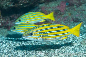 Blue and gold snapper, Sea of Cortez, Baja California, Mexico, Punta Alta