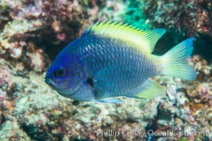 Blue-and-yellow chromis, Chromis limbaughi, Sea of Cortez, Punta Alta, Baja California, Mexico