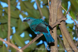 Blue-backed fairy bluebird, native to Thailand, Irena puella sikkimensis