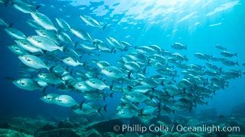 Blue-bronze sea chub schooling, Sea of Cortez, Kyphosus analogus