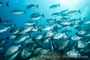 Blue-bronze sea chub schooling, Sea of Cortez, Kyphosus analogus