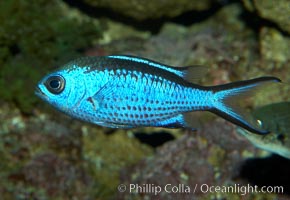 Blue chromis, Chromis cyanea