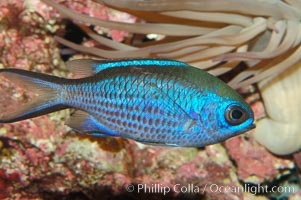 Blue chromis, Chromis cyanea