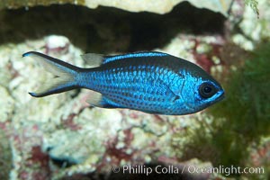 Blue chromis, Chromis cyanea