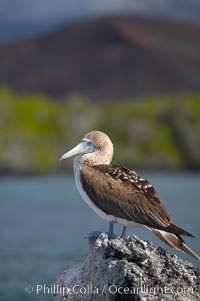 Blue-footed booby, Punta Albemarle.