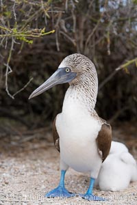 Blue-footed booby adult, Sula nebouxii, North Seymour Island